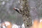 Click to see Y-WB-XT5-DSCF1012.JPG