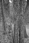 Click to see Y-WB-XT5-DSCF1023.JPG
