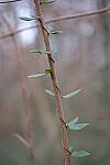 Click to see Y-WB-XT5-DSCF1030.JPG