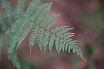 Click to see Y-WB-XT5-DSCF1035.JPG