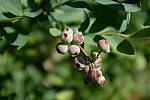 Click to see YDSCF1304-f2.JPG