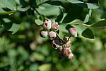 Click to see YDSCF1305-f28.JPG