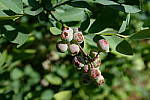 Click to see YDSCF1306-f4.JPG