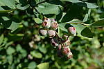 Click to see YDSCF1307-f56.JPG