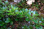 Click to see YDSCF1531.JPG