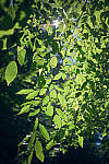 Click to see YDSCF1591-RAWedit-COne.jpg