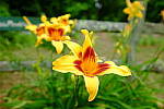Click to see Y-WCL-DSCF3963.JPG