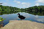 Click to see Y-WCL-DSCF3975.JPG