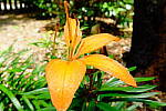 Click to see Y-WCL-DSCF3989.JPG