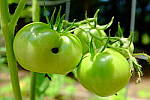 Click to see Y-WCL-DSCF3996.JPG