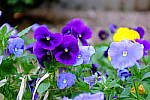 Click to see YTLC-DSCF3744.JPG