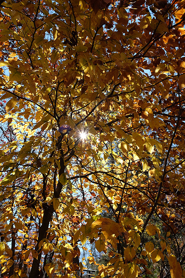 Fuji X100S Review - gallery image