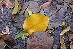Click to see Y-DSCF0660.JPG