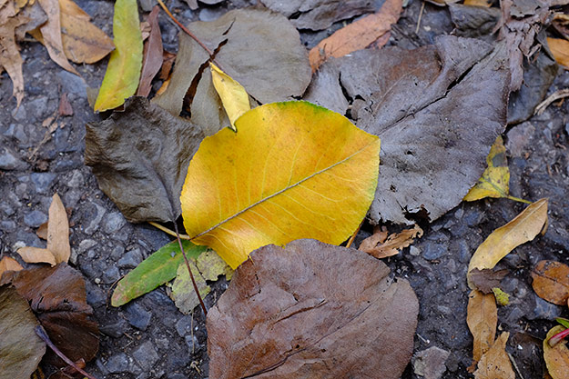 Fujifilm X100T Review - Sample Image