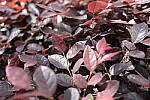 Click to see Y-WB-DSCF0119.JPG