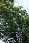Click to see Y-WB-DSCF0123.JPG
