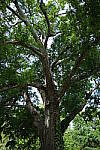 Click to see Y-WB-DSCF0130.JPG