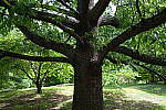 Click to see Y-WB-DSCF0133.JPG