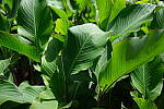 Click to see Y-WB-DSCF0136.JPG