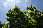 Click to see Y-WB-DSCF0152.JPG