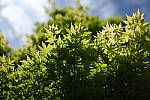 Click to see Y-WB-DSCF0159.JPG