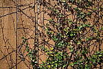 Click to see Y-WB-DSCF0164.JPG