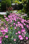 Click to see Y-WB-DSCF0179.JPG