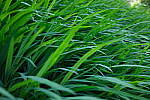 Click to see Y-WB-DSCF0192.JPG
