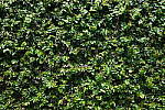 Click to see Y-WB-DSCF0252.JPG