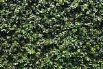Click to see Y-WB-DSCF0254.JPG