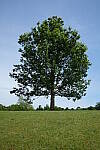 Click to see Y-WB-DSCF0281.JPG