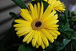 Click to see Y-WB-DSCF0347.JPG