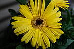 Click to see Y-WB-DSCF0348.JPG