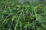 Click to see Y-WB-DSCF0350.JPG