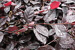 Click to see Y-WB-DSCF0358.JPG