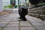 Click to see Y-WB-DSCF0375.JPG