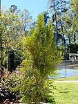 Click to see YE-DSCF2031.JPG