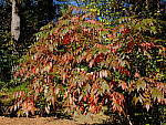 Click to see YE-DSCF2067.JPG