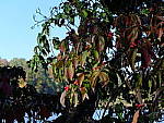 Click to see YE-DSCF2078.JPG
