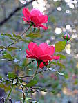 Click to see YE-DSCF2086.JPG