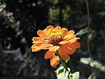 Click to see YE-DSCF2146.JPG