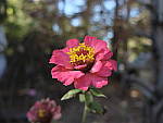 Click to see YE-DSCF2283.JPG