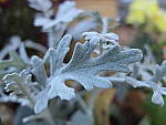 Click to see YE-DSCF2289.JPG