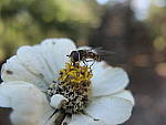 Click to see YE-DSCF2294.JPG