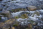 Click to see Y_DSF0394.JPG