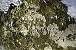Click to see Y_DSF0469-28mm.JPG