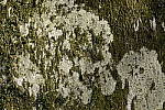 Click to see Y_DSF0471-50mm.JPG