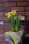 Click to see Y_DSF0578-Flash.JPG