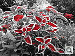 Click to see Y_FX_PC-RED.JPG
