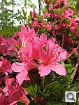 Click to see Y_MACRO_6270.JPG